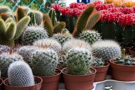 mini-cactus