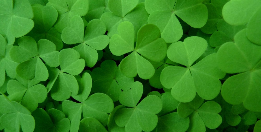 clovers-background